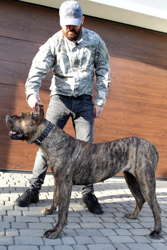 presa canario hodowla zachodniopomorskie