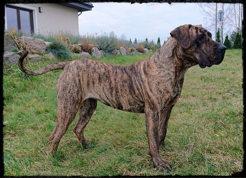 Soavia - hodowla Cane Corso Italiano