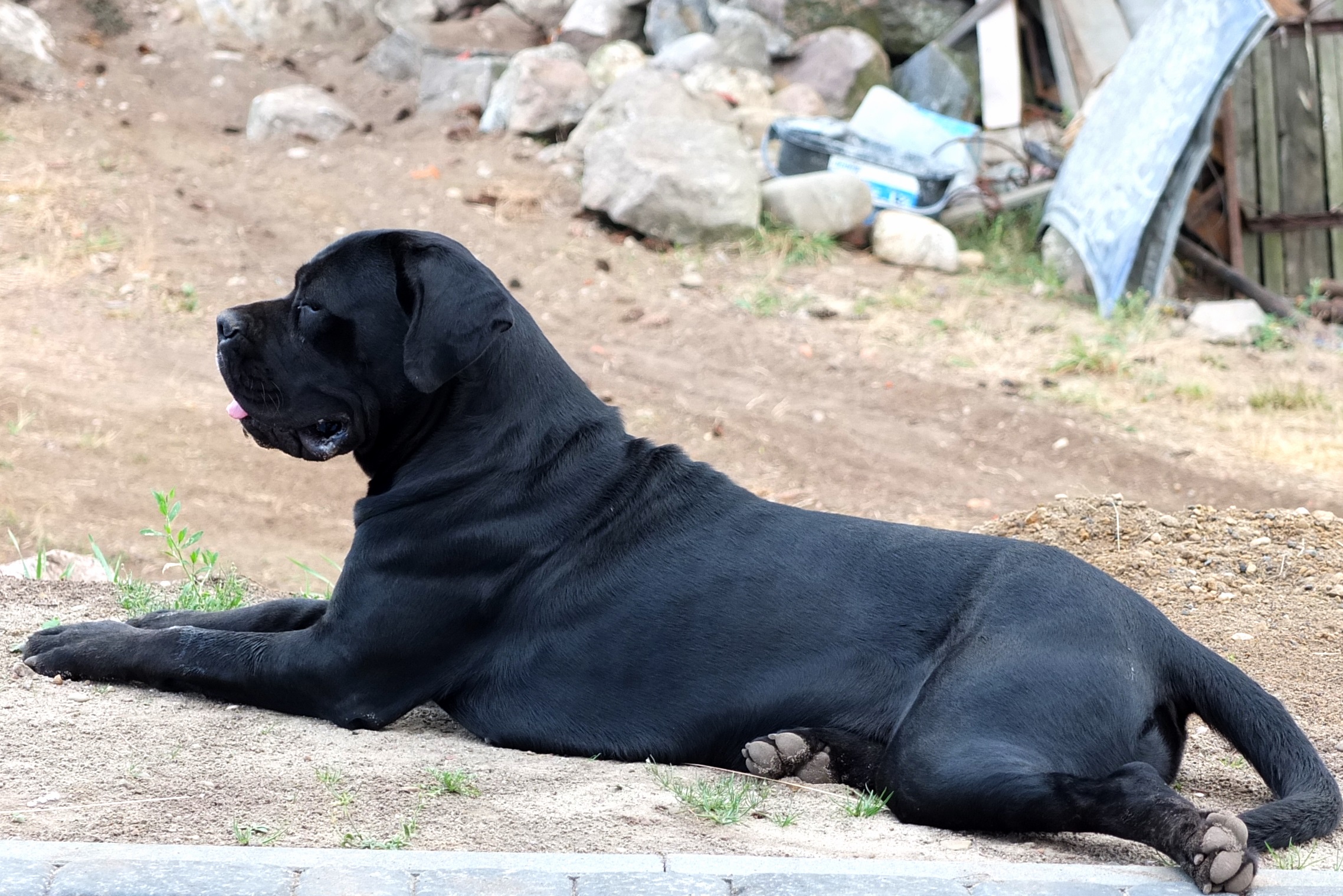 cane corso italiano hodowla zachodniopomorskie