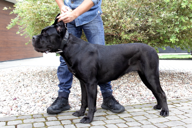 cane corso italiano hodowla zachodniopomorskie