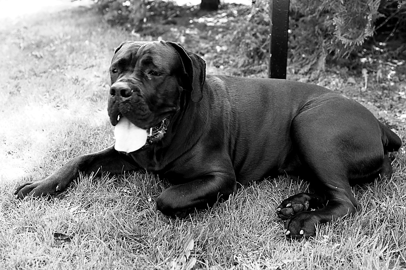 cane corso italiano hodowla zachodniopomorskie