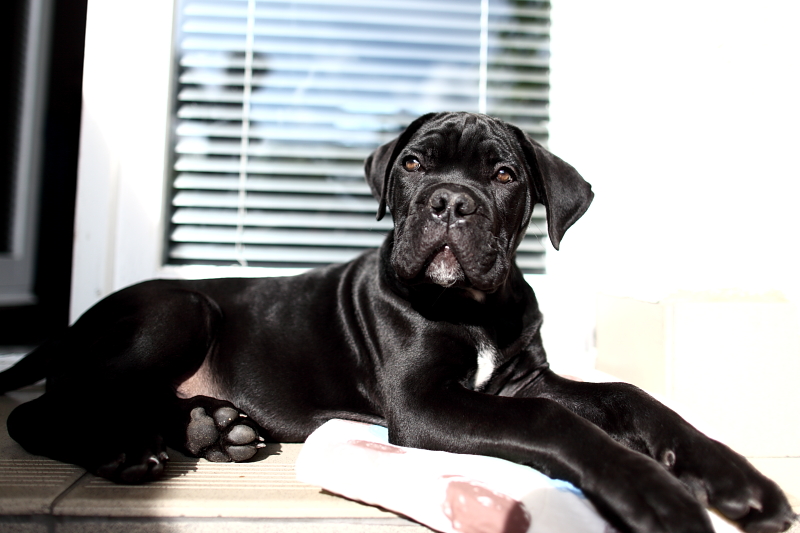cane corso italiano hodowla zachodniopomorskie