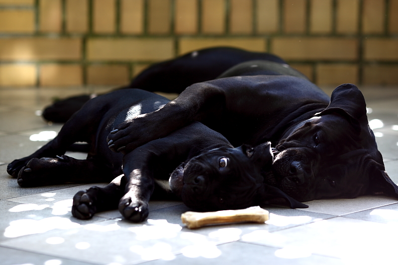 Soavia - hodowla Cane Corso Italiano