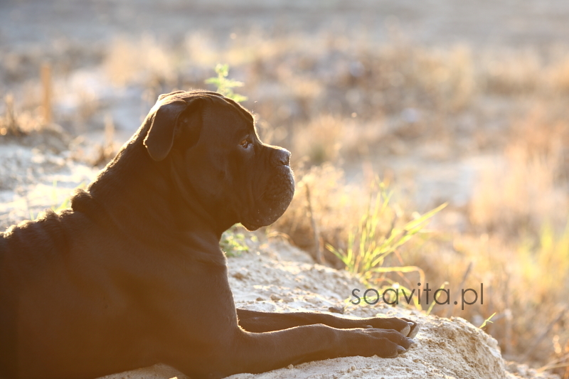 cane corso italiano hodowla zachodniopomorskie