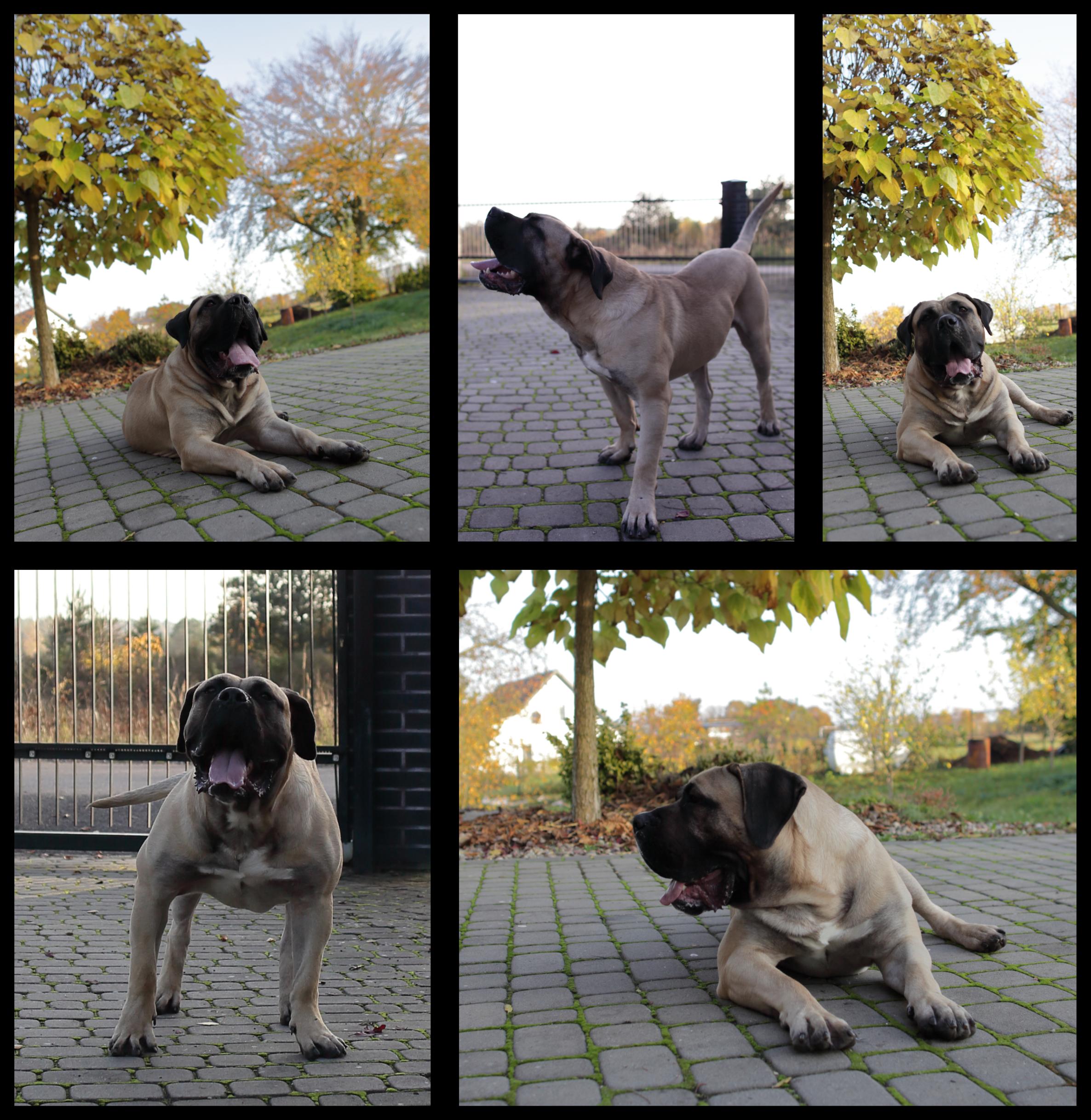 presa canario hodowla zachodniopomorskie