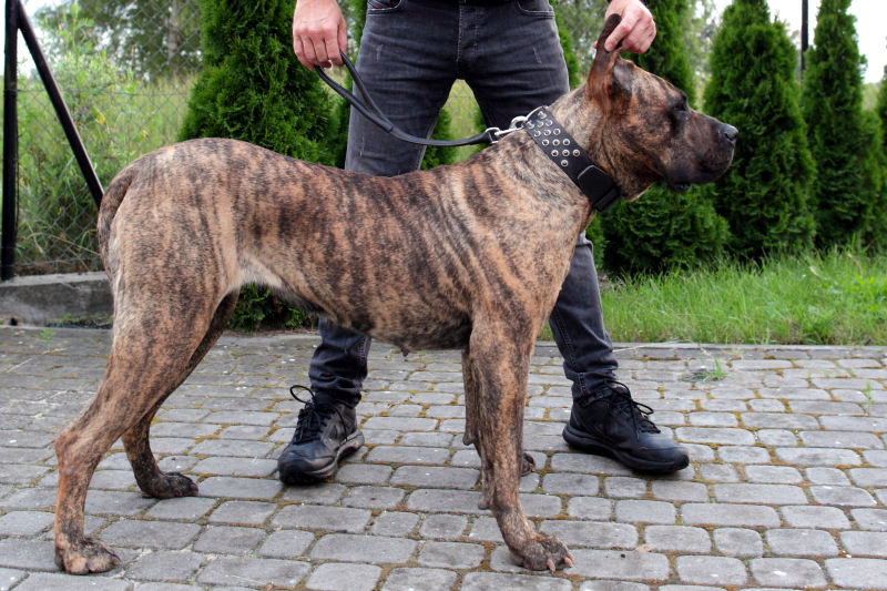 presa canario hodowla zachodniopomorskie