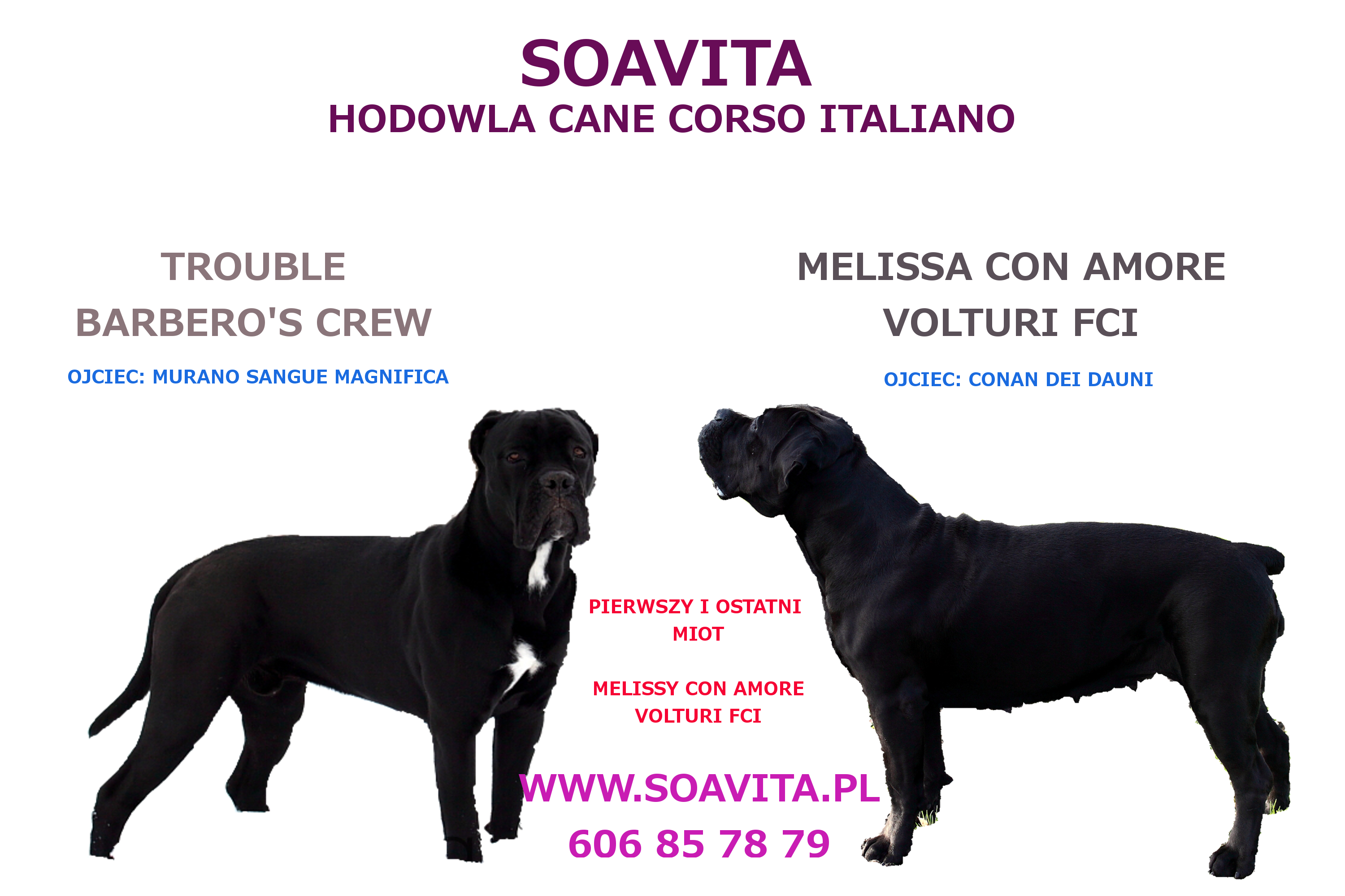 szczeniaki_cane_corso_italiano